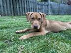 Adopt Chunk a Terrier, Labrador Retriever