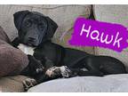 Adopt Hawk (Love the Tub puppies) a Labrador Retriever, Hound