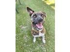 Adopt Gabby a Mountain Cur, Catahoula Leopard Dog