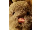 Wanted: Free Unloved Dolls & Stuffies