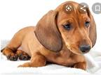 Male Dacshund puppy
