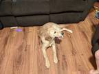 6 month old golden retriever
