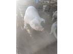 Pigs for sale