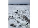 Goose decoys
