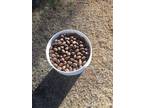 This years PECANS