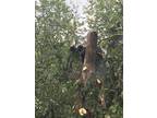 Tree removal