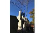 Tree services