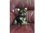 Yorkie puppies