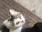 Cat for sale