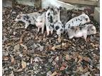 Pot belly piglets
