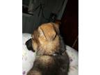 Male German Shepard puppy Akc all shots