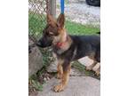male german shepherd puppy AKC Nwi Northwest indiana chicagoland area