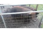 Duroc boar