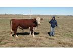 Registered Polled Hereford Bull