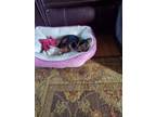 Yorkie/Papillon puppy