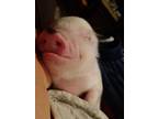 Babie pig