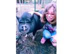 Black pot belly pig