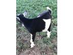 goats for sale