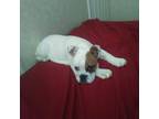 English bulldog