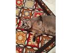 Female cat