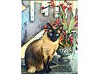 Cat Fancy