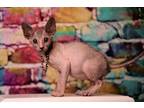 Lykoi Werewolf kittens for adoption
