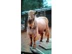 Nigerian bucks Dble Registered