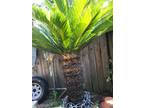 Sago palms