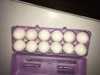 eggs for sale