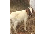 Goat Chivo