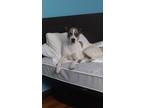 8 month female pit and catahoula mix free