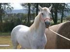 Paso Fino Gray Gelding