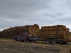 Certified weed free small barley bales