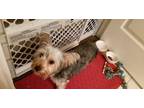 7 month yorkie. six pounds.all shots done.papers pure bred.