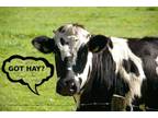 WANTED: HAY FOR MY CATTLE - We'll pay $25 per Bail - $25 (Lake/Sumter/Marion