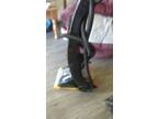 Carpet shampooer