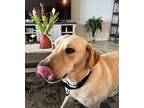 Pablo Labrador Retriever Adult Male
