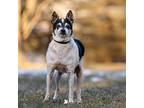 Mira Rat Terrier Senior Female