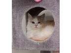 Furcules Domestic Longhair Young Male