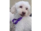 Bo Poodle (Miniature) Senior Male