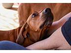 Elly P. Redbone Coonhound Adult Female
