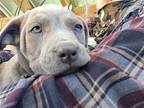 Phoenix (9lbs,9w) Hound (Unknown Type) Puppy Male