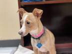 Chloe Chihuahua Adult Female