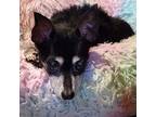 Quella Rat Terrier Senior Female