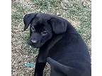 Beautiful Delilah Labrador Retriever Puppy Female