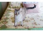 Sweetie 4 Siamese Adult Female