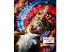 Hendrix Page Jessee Catahoula Leopard Dog Adult Male