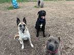 Nigel Thornberry the Big Dog with the Biggest Heart Labrador Retriever Adult