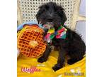 Waffles Mixed Breed (Small) Puppy Female