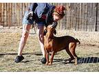 Bonnie Redbone Coonhound Adult Female